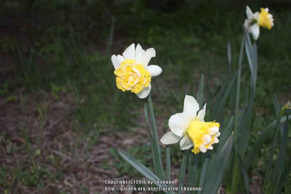 Photo of Double Daffodil (Narcissus 'Wave') uploaded by Shannon