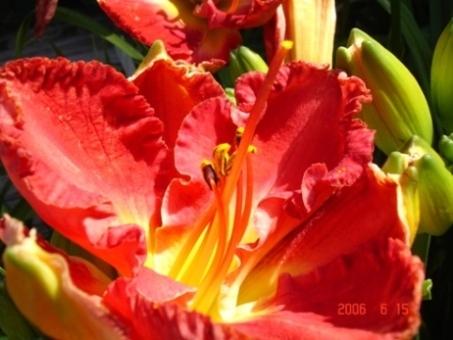 Photo of Daylily (Hemerocallis 'Red Loveliness') uploaded by Sscape