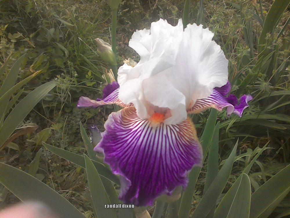 Photo of Border Bearded Iris (Iris 'Crow's Feet') uploaded by arilbred