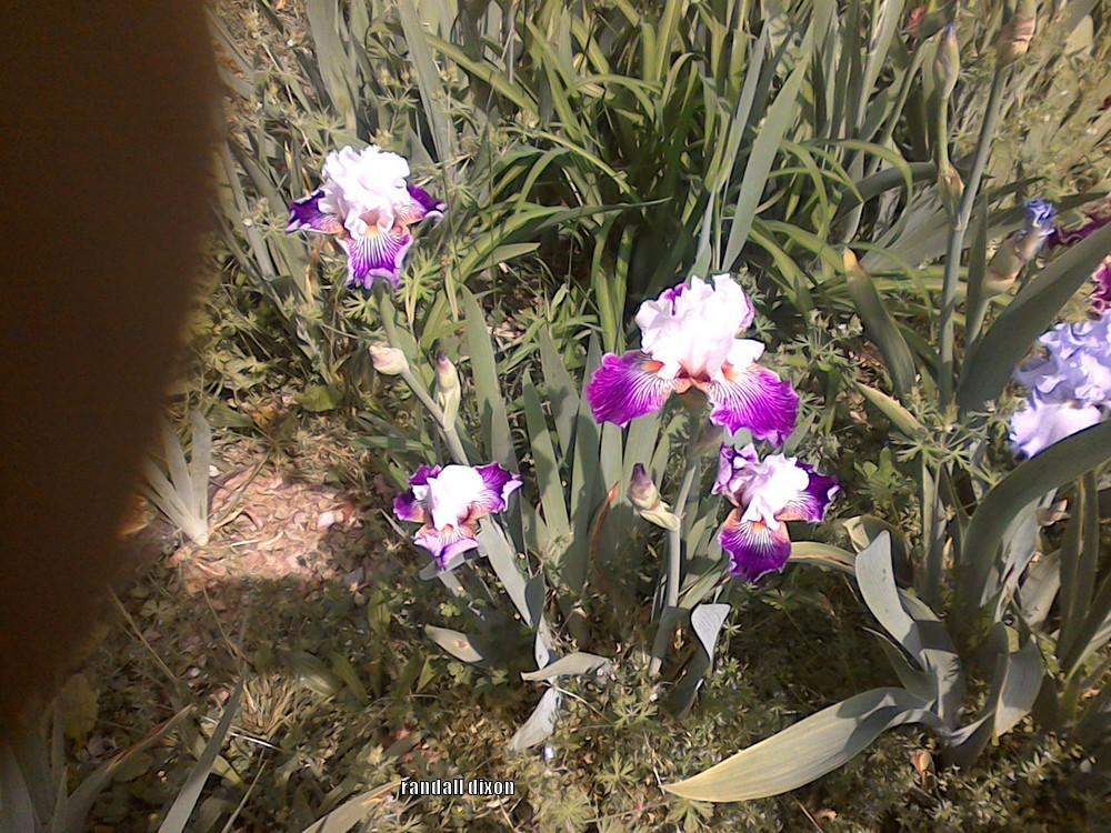 Photo of Border Bearded Iris (Iris 'Crow's Feet') uploaded by arilbred