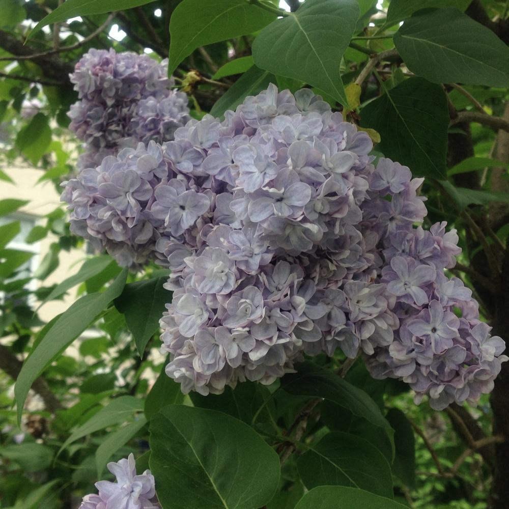 Photo of French Lilac (Syringa vulgaris 'Victor Lemoine') uploaded by csandt