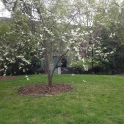 Location: Scott Arboretum, Swarthmore College, Swarthmore, PA
Date: 2016-04-30