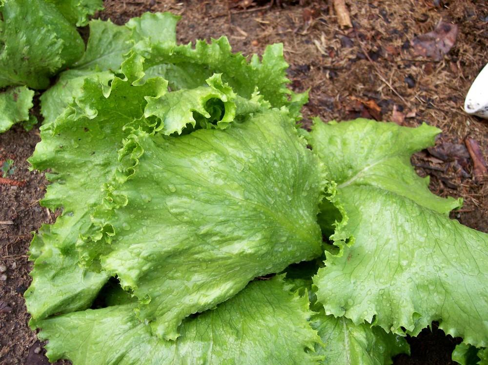 Photo of Lettuce (Lactuca sativa 'Igloo') uploaded by farmerdill
