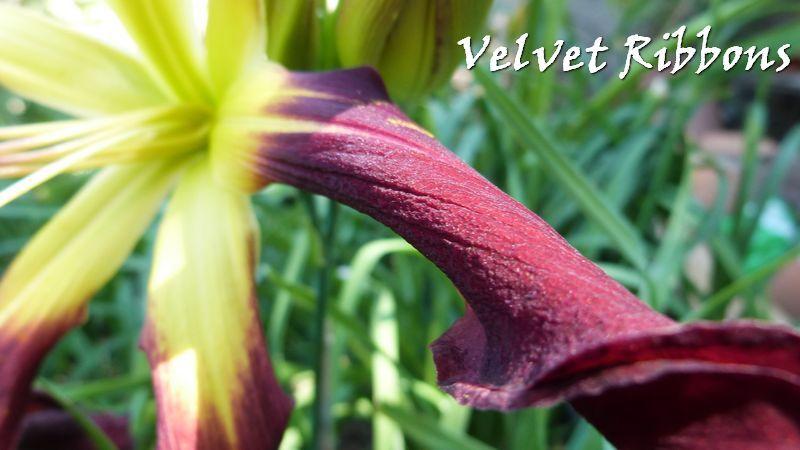 Photo of Daylily (Hemerocallis 'Velvet Ribbons') uploaded by hemeroca7