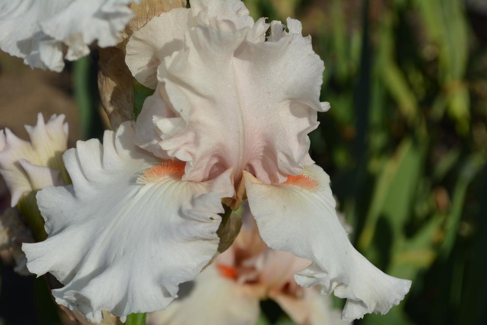 Photo of Tall Bearded Iris (Iris 'Head Over Heels') uploaded by iciris