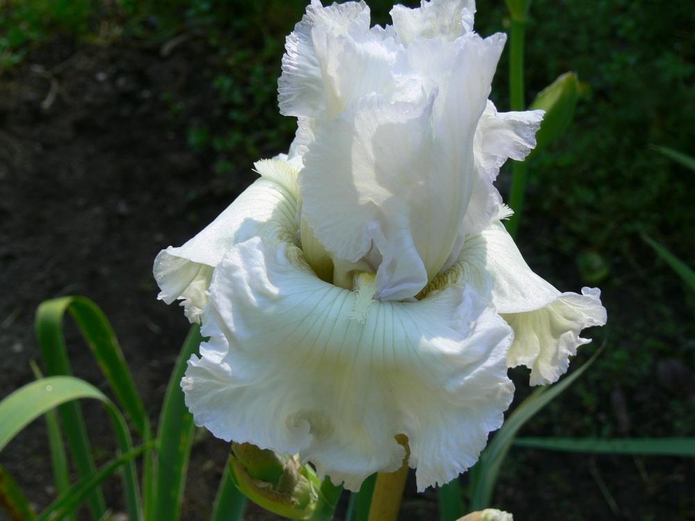 Photo of Tall Bearded Iris (Iris 'Forever Blowing Bubbles') uploaded by janwax