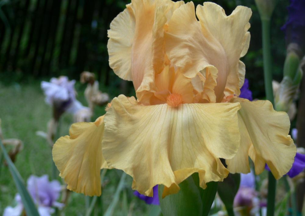 Photo of Tall Bearded Iris (Iris 'Montevideo') uploaded by janwax