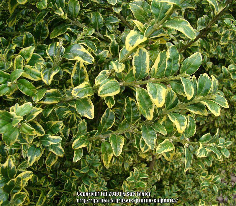 Photo of Variegated Boxwood (Buxus sempervirens 'Variegata') uploaded by kniphofia
