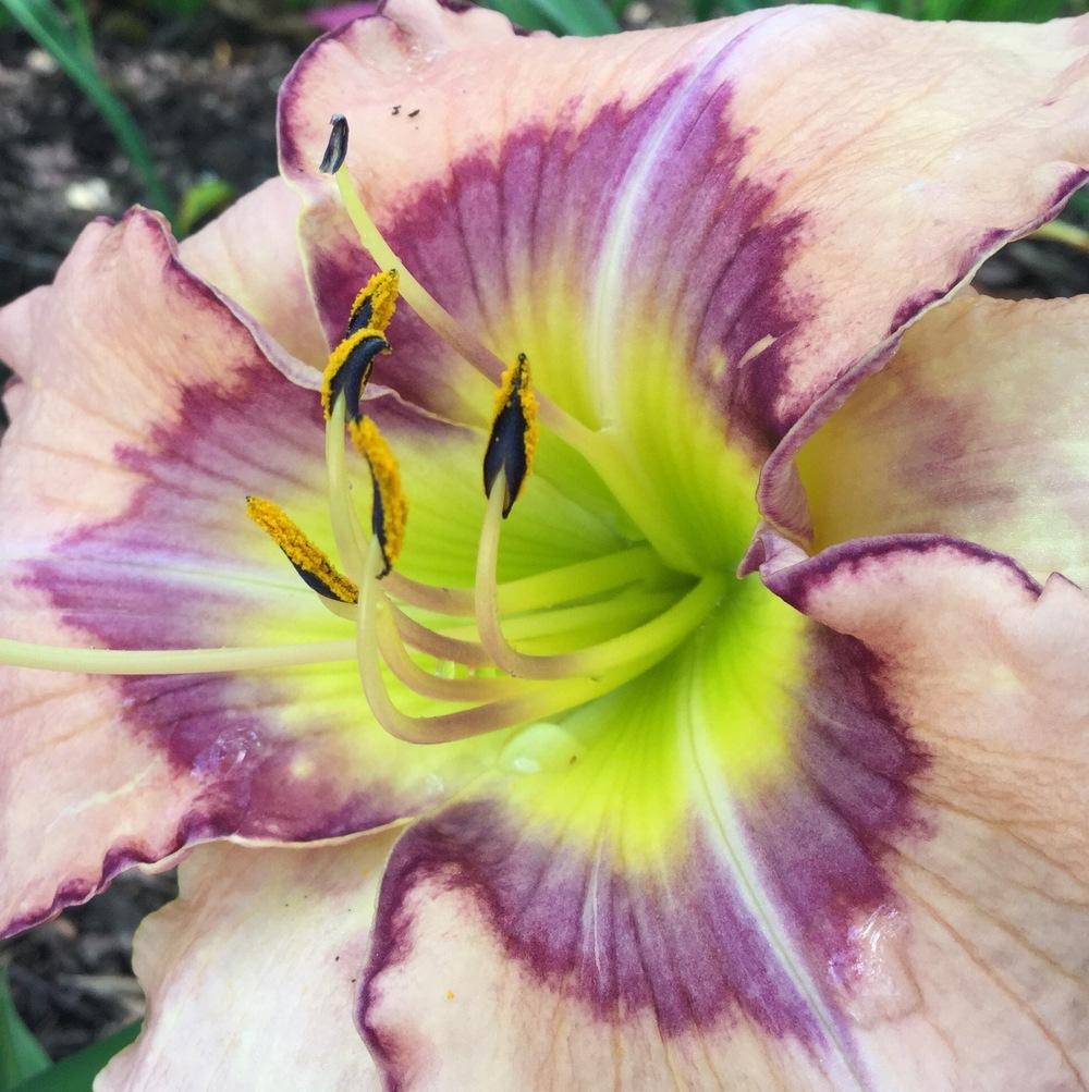 Photo of Daylily (Hemerocallis 'I See You') uploaded by scflowers