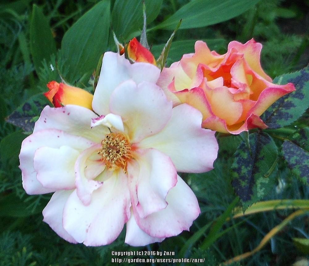 Photo of Rose (Rosa 'Irene Marie') uploaded by zuzu