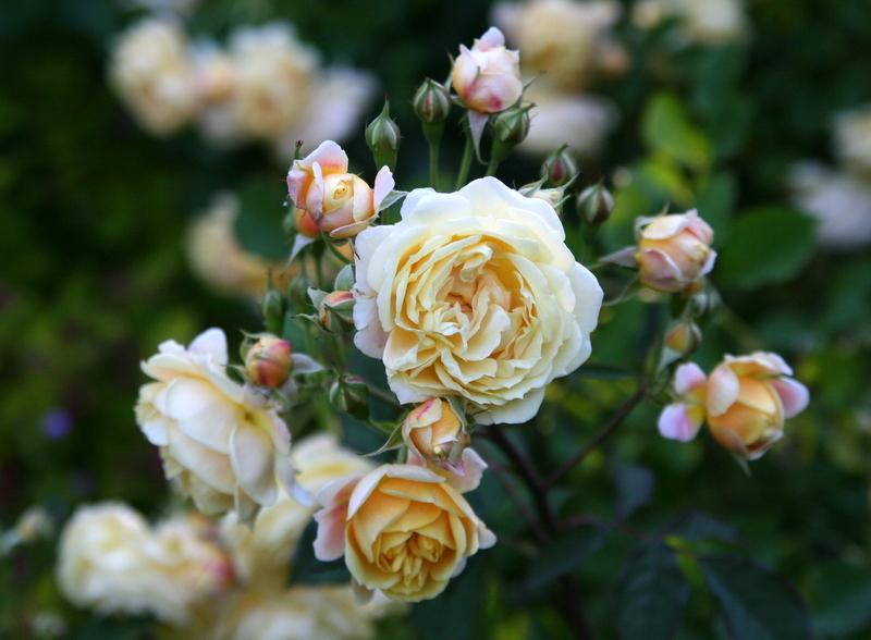 Photo of Rose (Rosa 'Jeri Jennings') uploaded by Calif_Sue