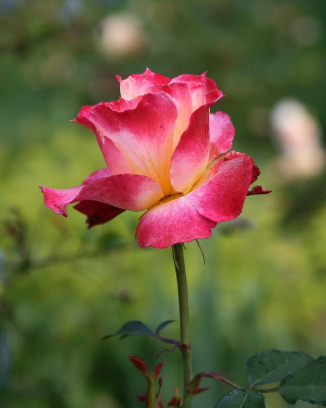 Photo of Rose (Rosa 'Pure Poetry') uploaded by Calif_Sue