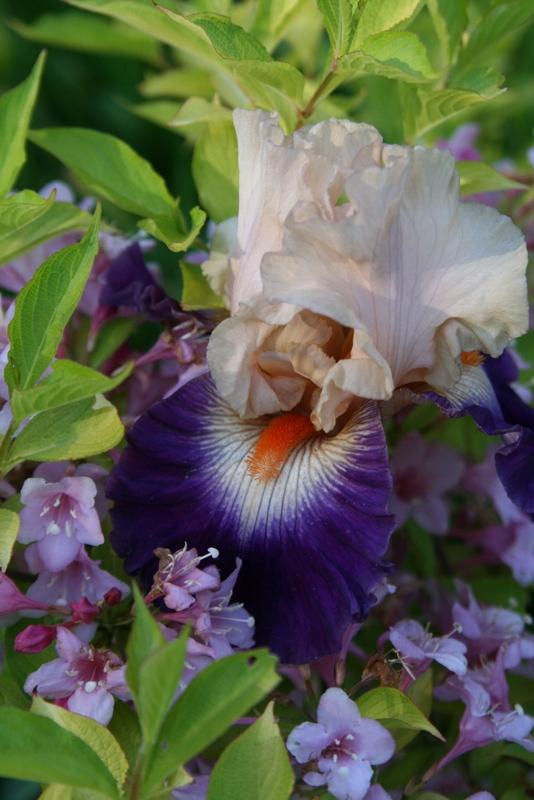 Photo of Tall Bearded Iris (Iris 'Gitano') uploaded by Calif_Sue