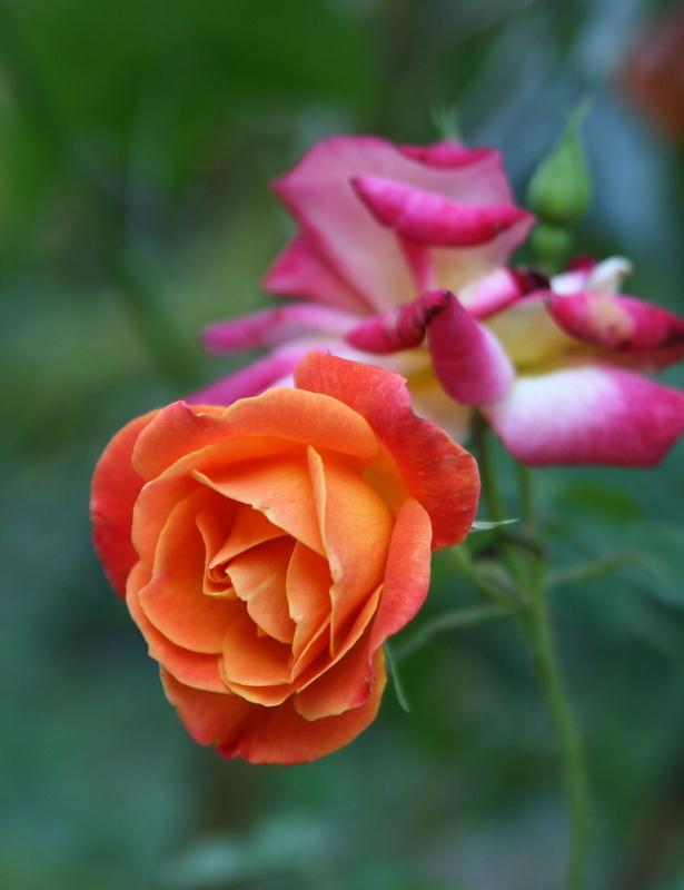 Photo of Rose (Rosa 'Joseph's Coat') uploaded by Calif_Sue