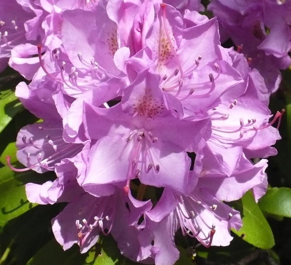 Photo of Rhododendron 'English Roseum' uploaded by HemNorth