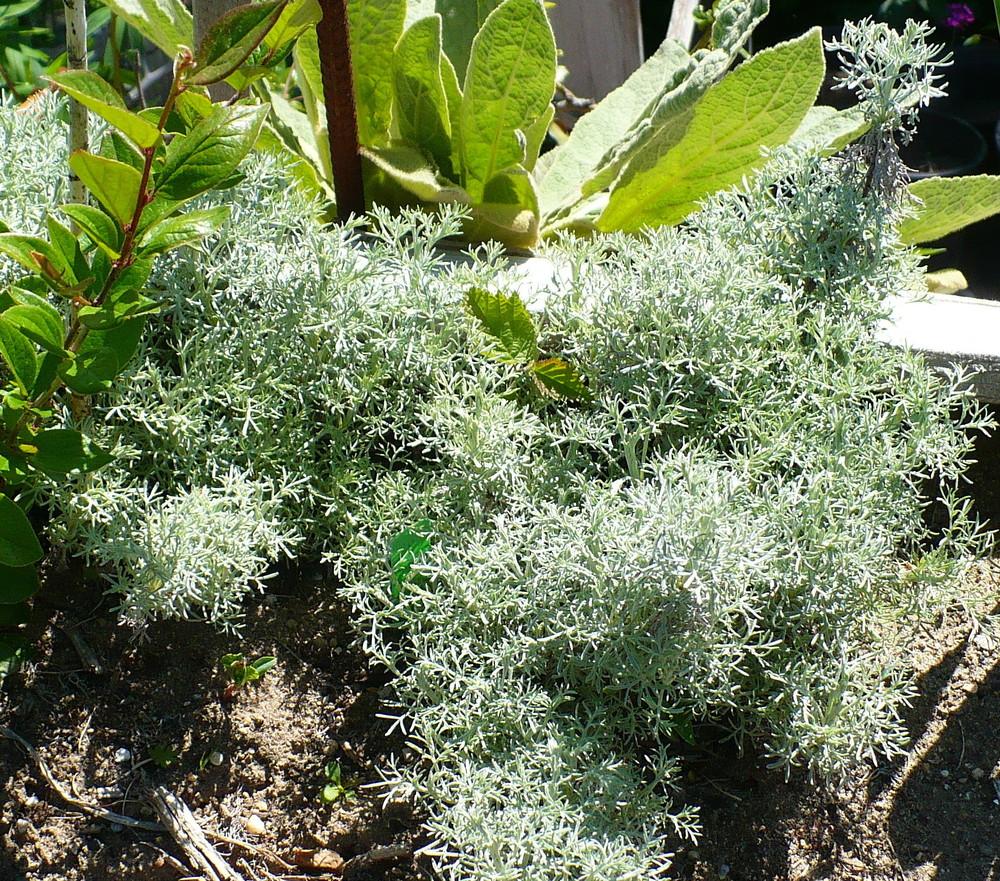 Photo of Curlicue Sage (Artemisia 'Seafoam') uploaded by HemNorth