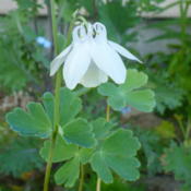  7:57 pm. The name Columbine comes from the dove like shapes of t