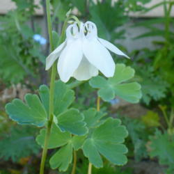 Location: Nora's Garden - Castlegar BC
Date: 2016-05-02
 7:57 pm. The name Columbine comes from the dove like shapes of t