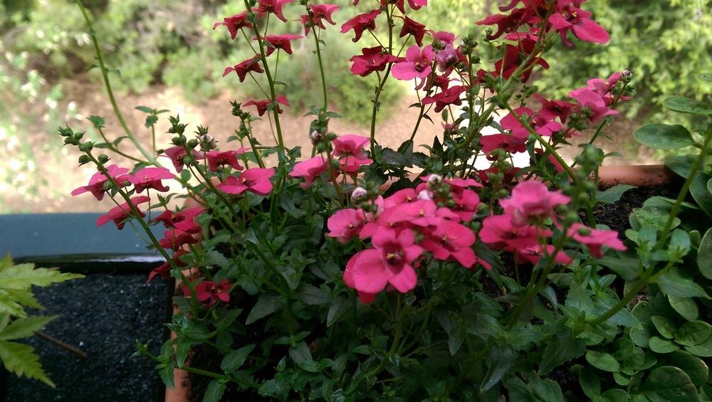 Photo of Diascia (Diascia barberae Flying Colors® Red Improved) uploaded by JR