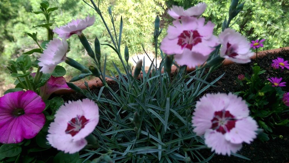 Photo of Cottage Pink (Dianthus plumarius Scent from Heaven™ Angel of Peace) uploaded by JR