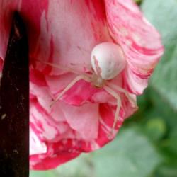 Location: My garden
Date: 2012-06-06
This a crab spider that hung out on my scentimental rose for the 