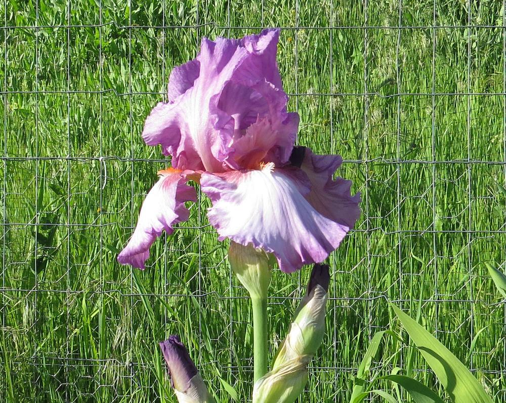 Photo of Tall Bearded Iris (Iris 'Persian Berry') uploaded by Natalie