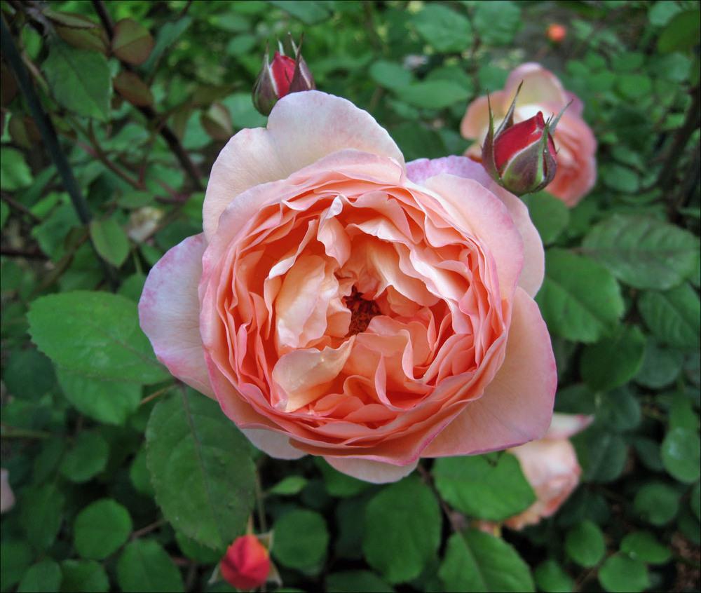 Photo of Rose (Rosa 'Lady Emma Hamilton') uploaded by Polymerous