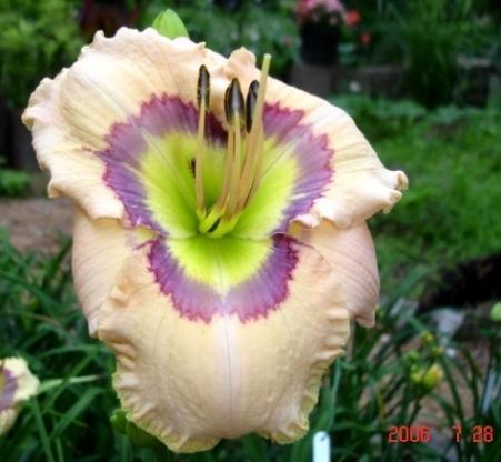 Photo of Daylily (Hemerocallis 'Reflections in Time') uploaded by Sscape
