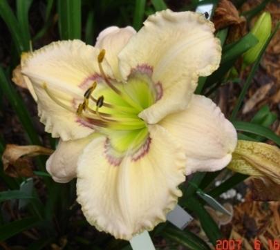 Photo of Daylily (Hemerocallis 'Reflections in Time') uploaded by Sscape
