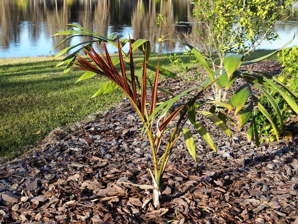 Photo of Flame Thrower Palm (Chambeyronia macrocarpa) uploaded by hawkarica