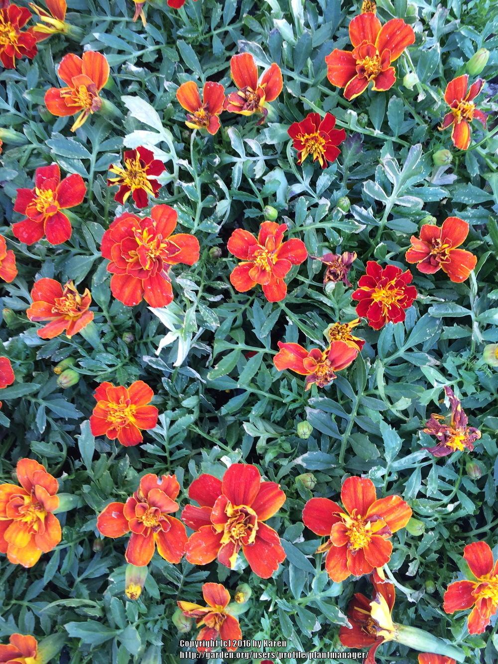 Photo of African Marigold (Tagetes erecta) uploaded by plantmanager