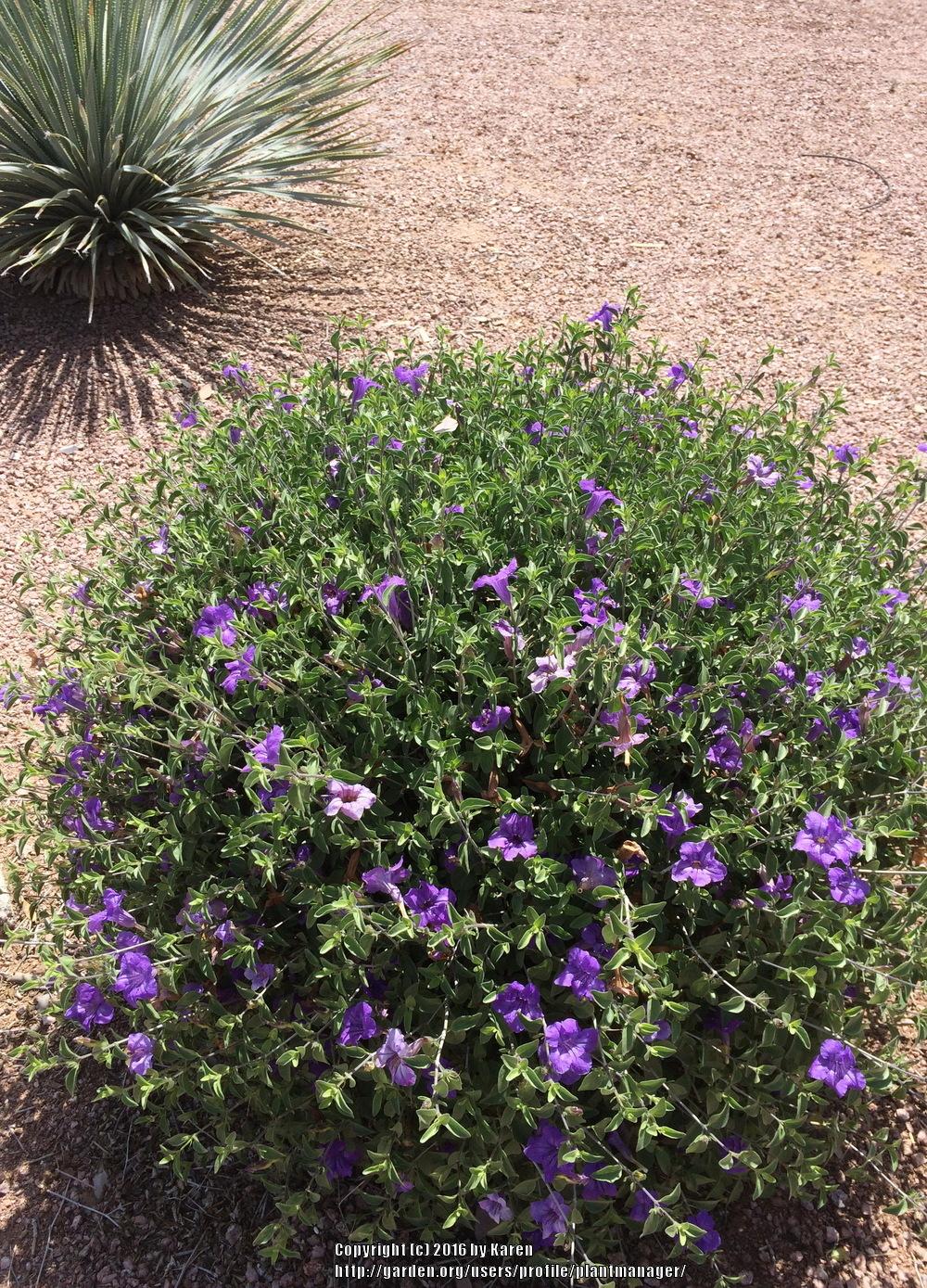 Photo of Desert Petunia (Ruellia californica subsp. peninsularis) uploaded by plantmanager