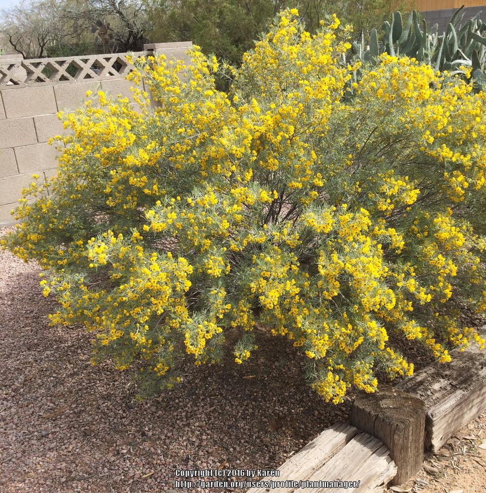 Photo of Silver Cassia (Senna artemisioides) uploaded by plantmanager