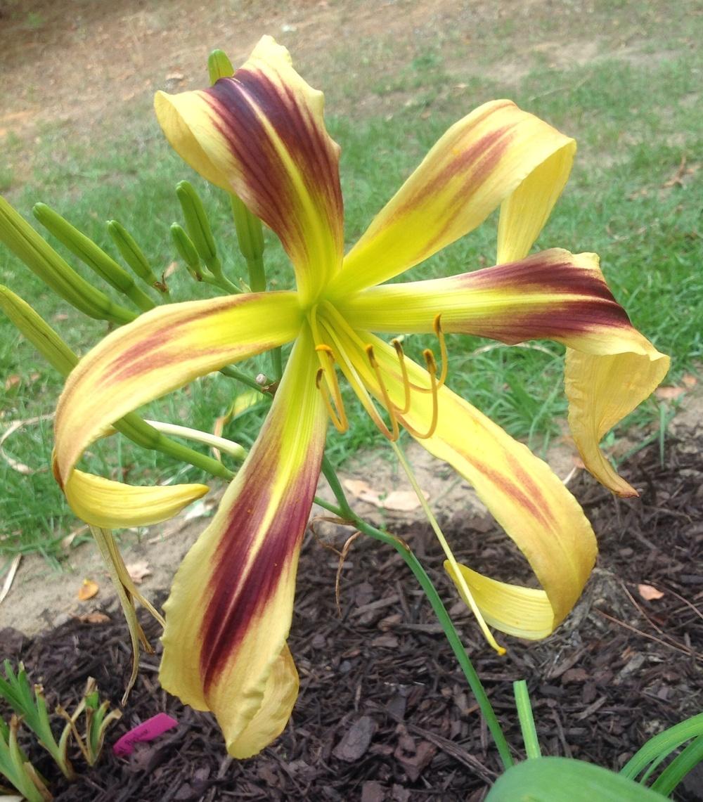 Photo of Daylily (Hemerocallis 'De Colores') uploaded by scflowers
