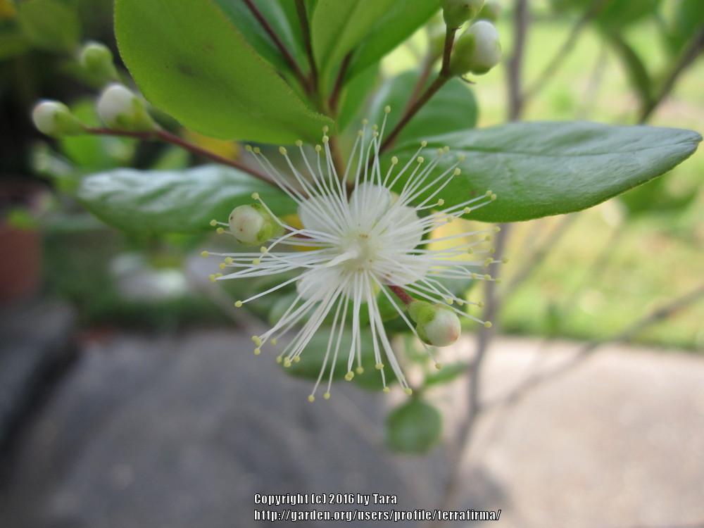 Photo of Simpson's Stopper (Myrcianthes fragrans) uploaded by terrafirma