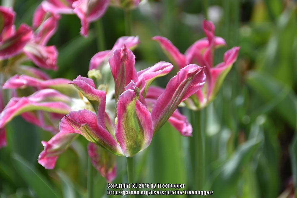 Photo of Viridiflora Tulip (Tulipa 'Virichic') uploaded by treehugger