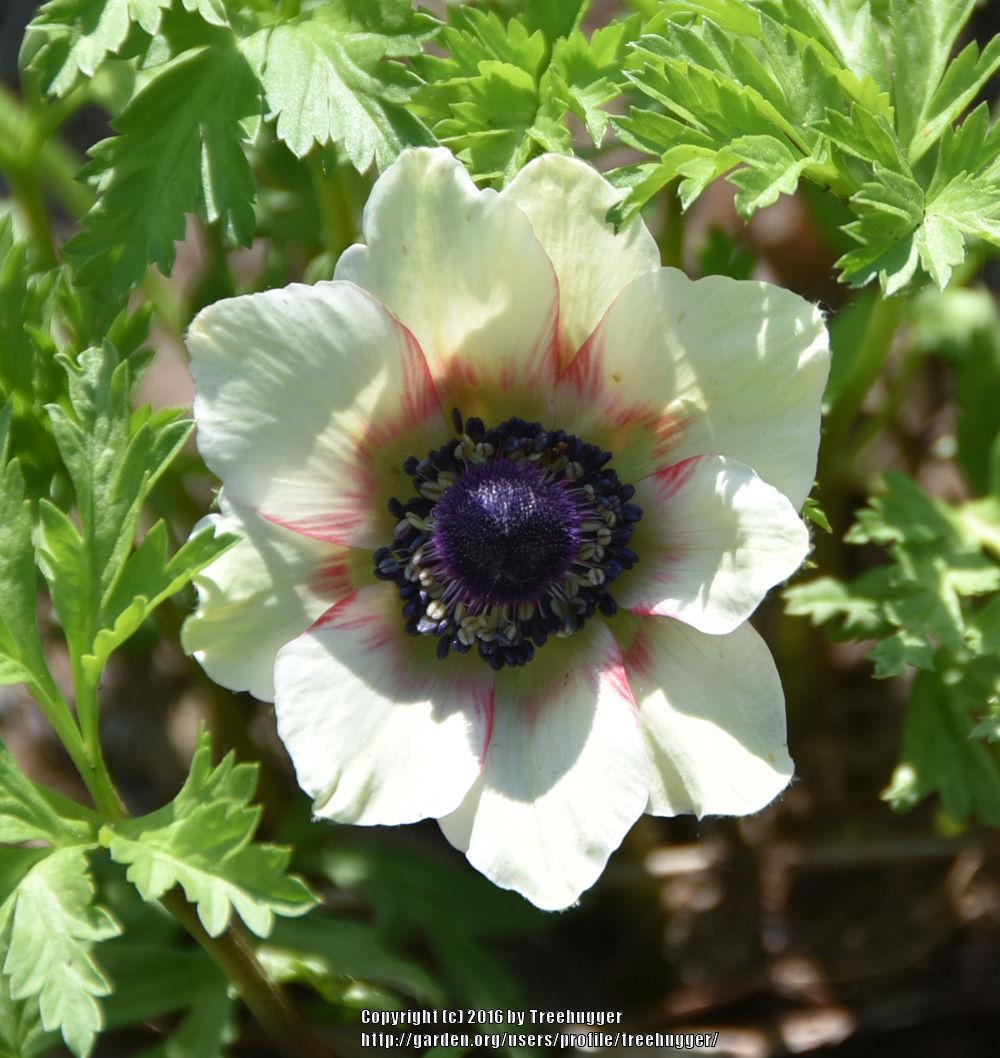 Photo of Poppy Anemone (Anemone coronaria) uploaded by treehugger