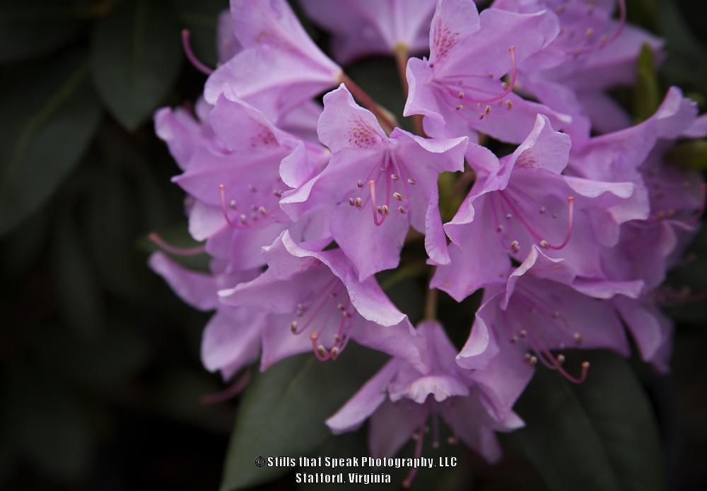 Photo of Rhododendron 'English Roseum' uploaded by Chantell