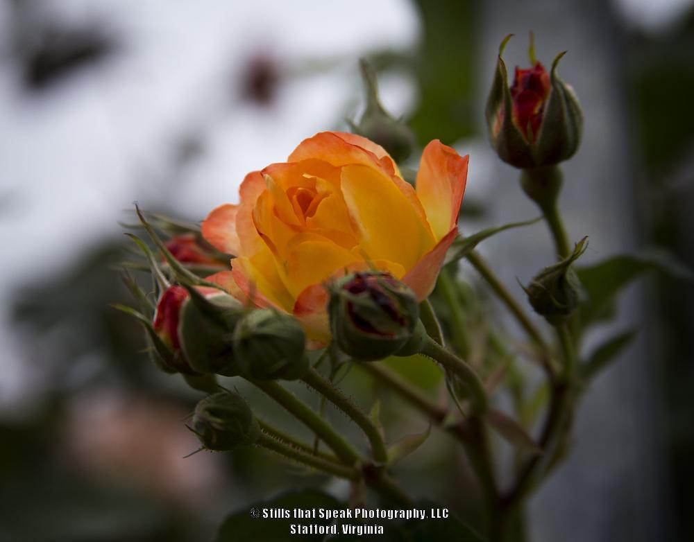 Photo of Rose (Rosa 'Pinata') uploaded by Chantell