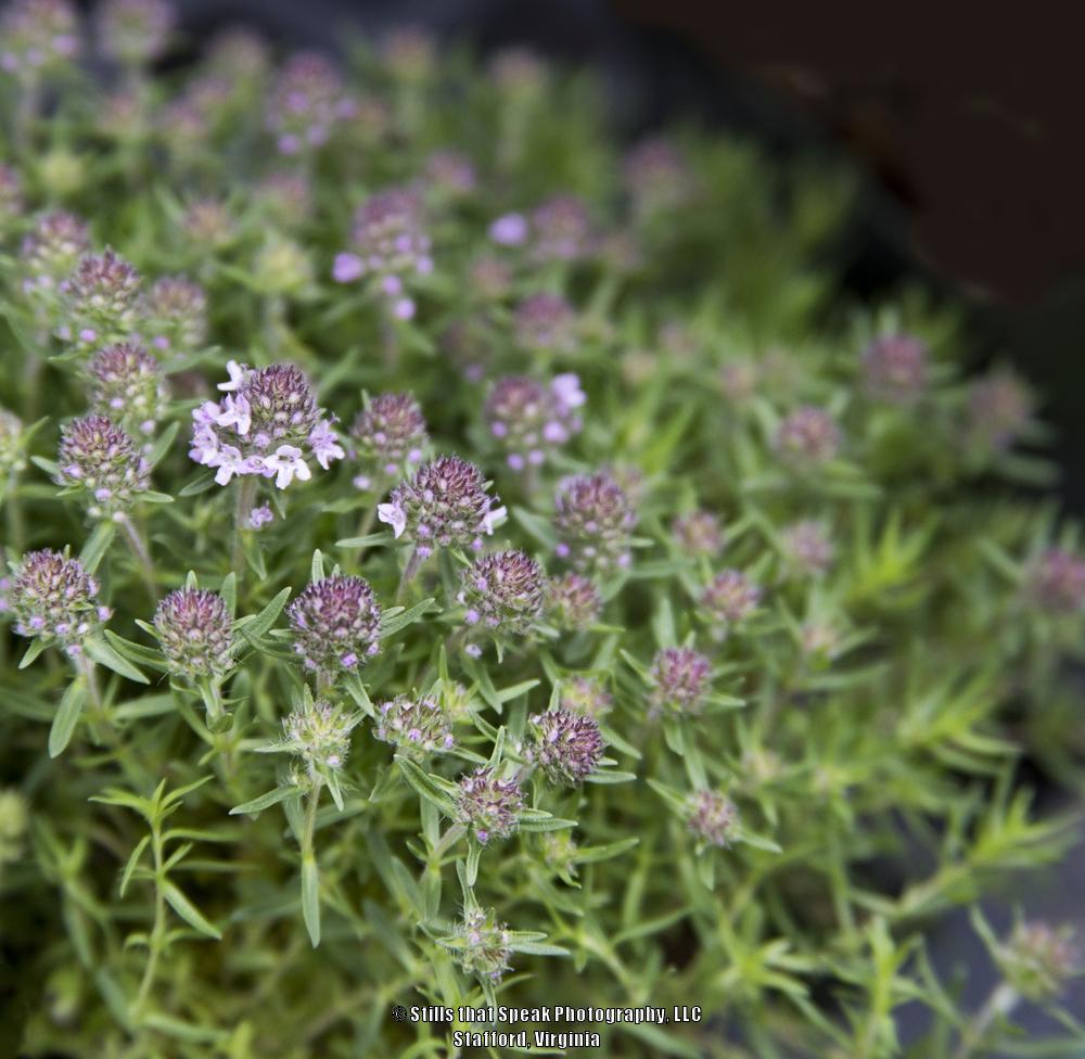 Photo of Thyme (Thymus Orange Spice™) uploaded by Chantell