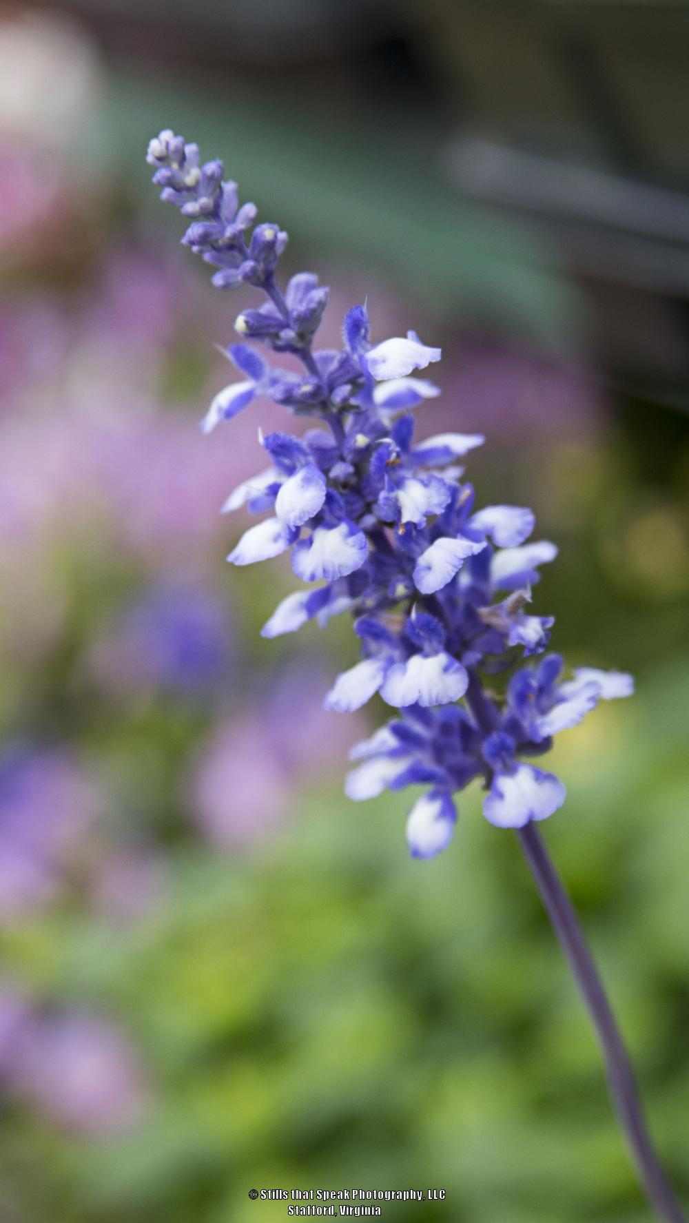 Photo of Mealy Cup Sage (Salvia farinacea Cathedral® Shining Seas) uploaded by Chantell