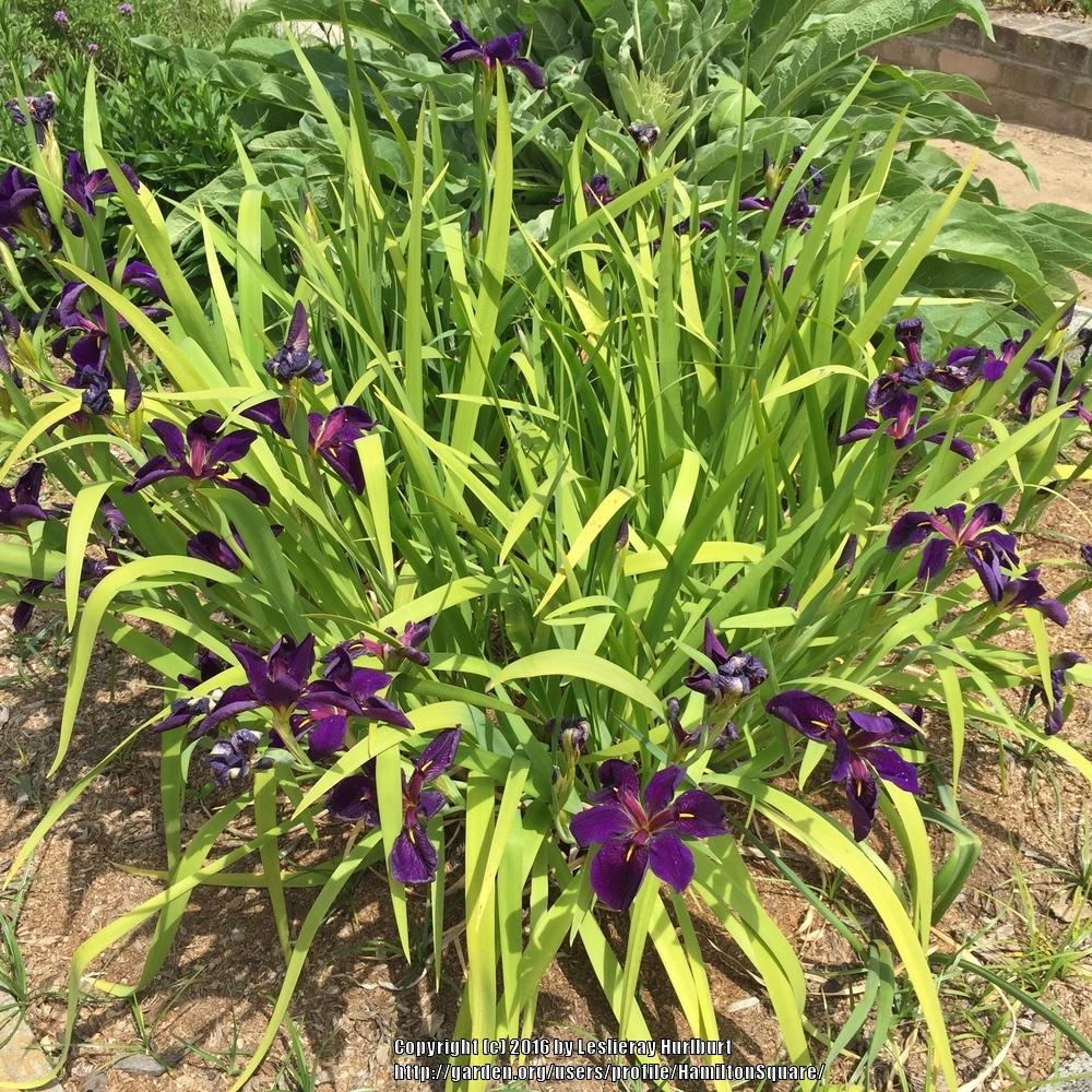 Photo of Louisiana Iris (Iris 'Black Gamecock') uploaded by HamiltonSquare