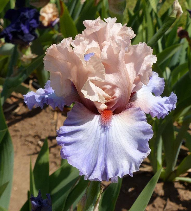 Photo of Tall Bearded Iris (Iris 'Hospitality') uploaded by Misawa77