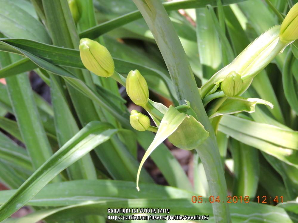 Photo of Daylily (Hemerocallis 'South Sea Enchantment') uploaded by Seedfork