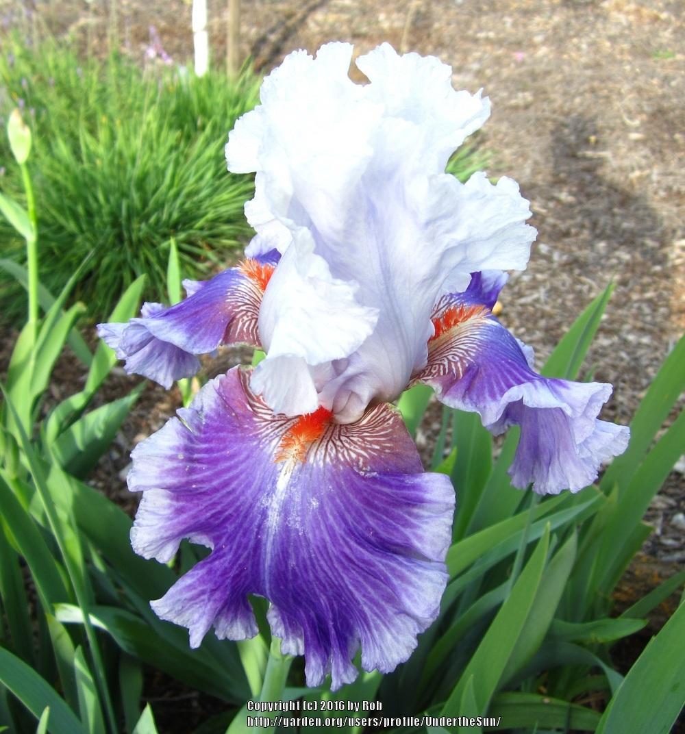 Photo of Tall Bearded Iris (Iris 'Racing Heart') uploaded by UndertheSun