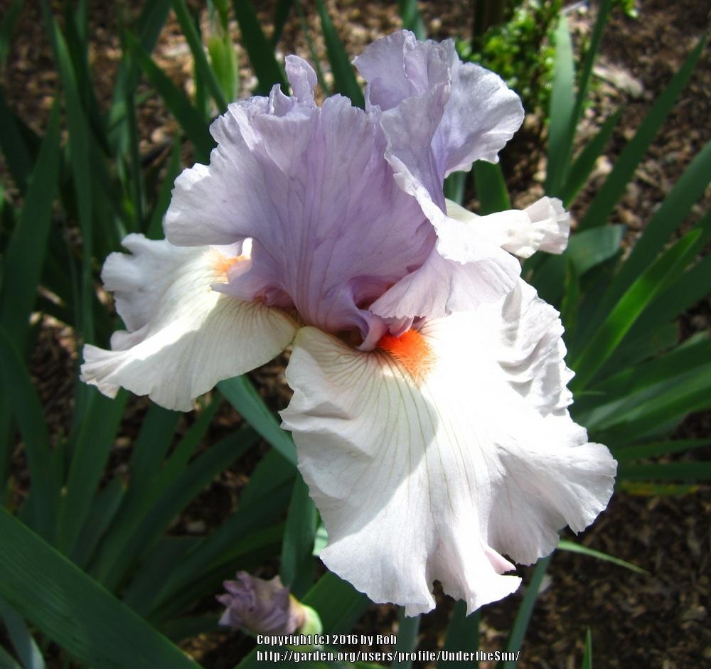 Photo of Tall Bearded Iris (Iris 'Spring Social') uploaded by UndertheSun