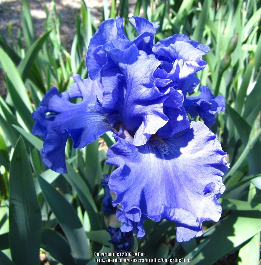 Photo of Tall Bearded Iris (Iris 'Merchant Marine') uploaded by UndertheSun