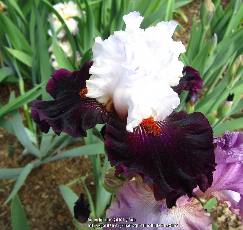 Photo of Tall Bearded Iris (Iris 'Starring') uploaded by UndertheSun