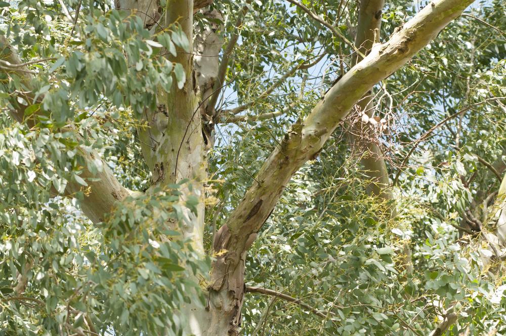 Photo of Gum (Eucalyptus) uploaded by cliftoncat