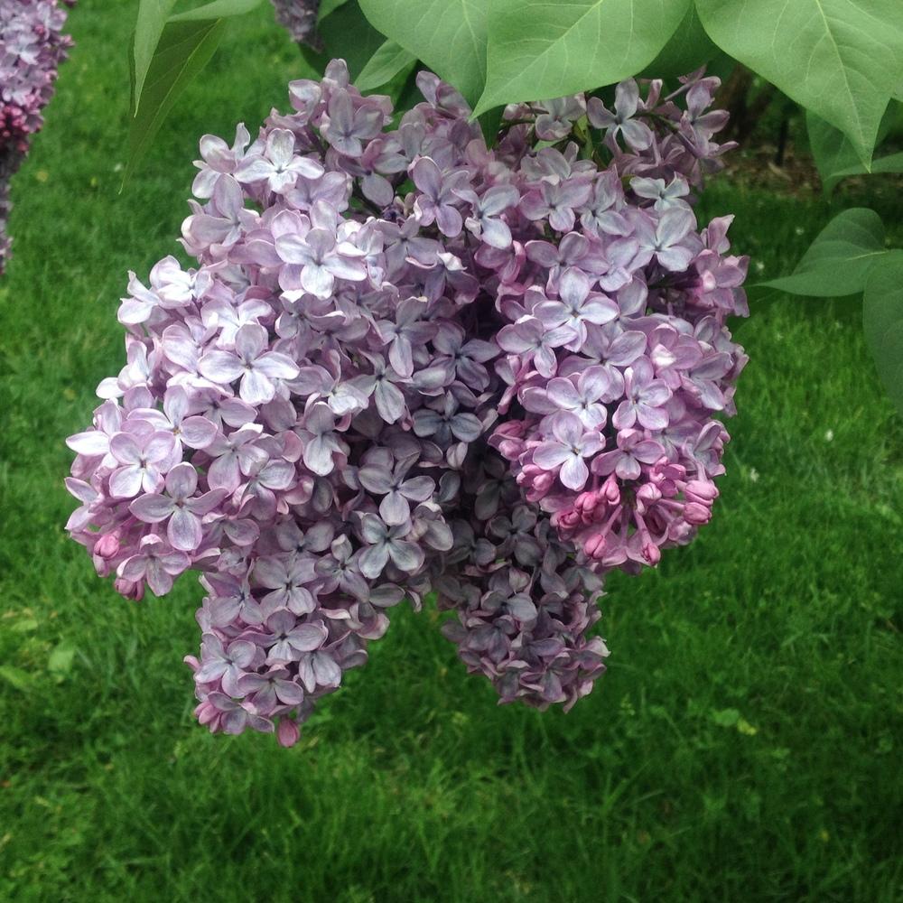 Photo of Common Lilac (Syringa vulgaris 'Mme. F. Morel') uploaded by csandt